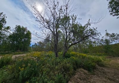 Apple Tree near Howes Pond