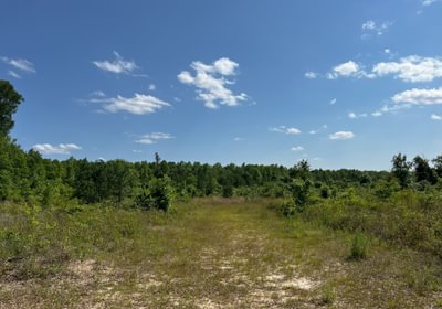 Area for wildlife viewing area