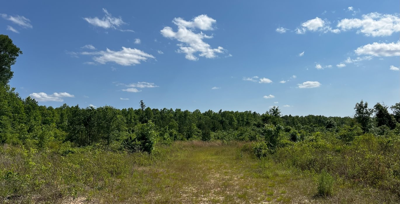 Area for wildlife viewing area