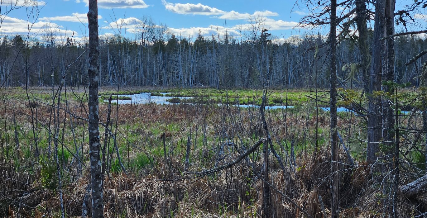 Birch stream 2