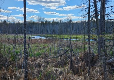 Birch stream 2
