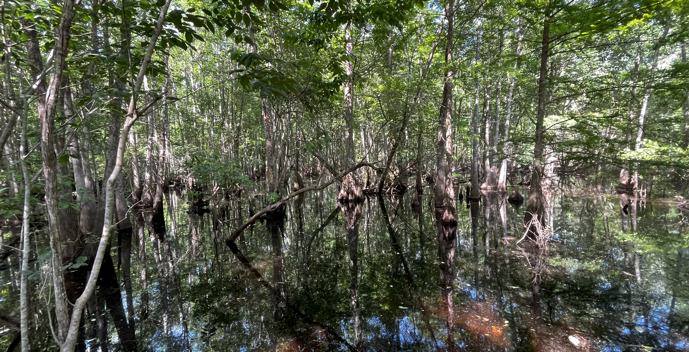 Boggy Creek