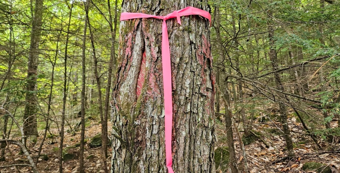 Boundary line tree along west line