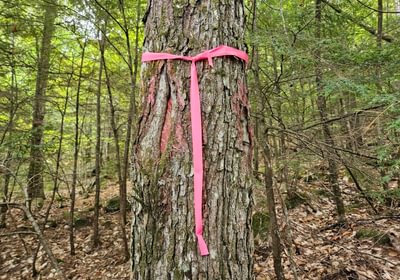 Boundary line tree along west line