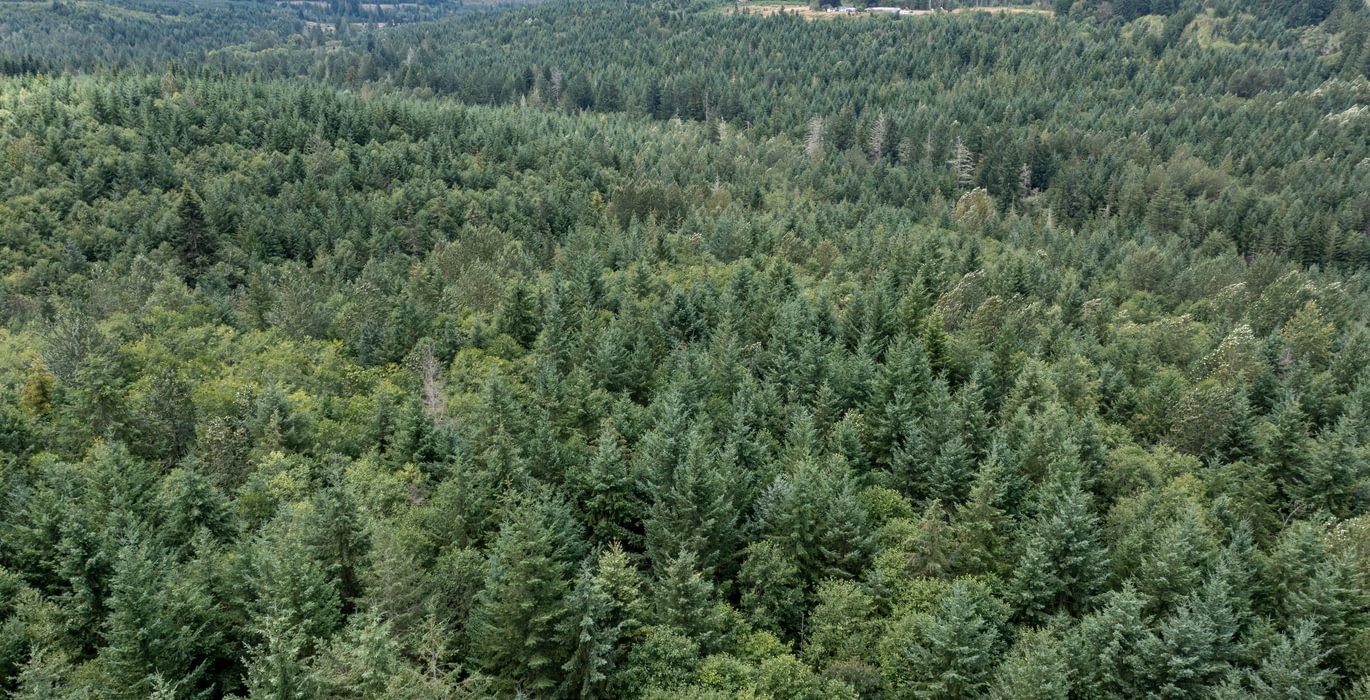 Centralia 2