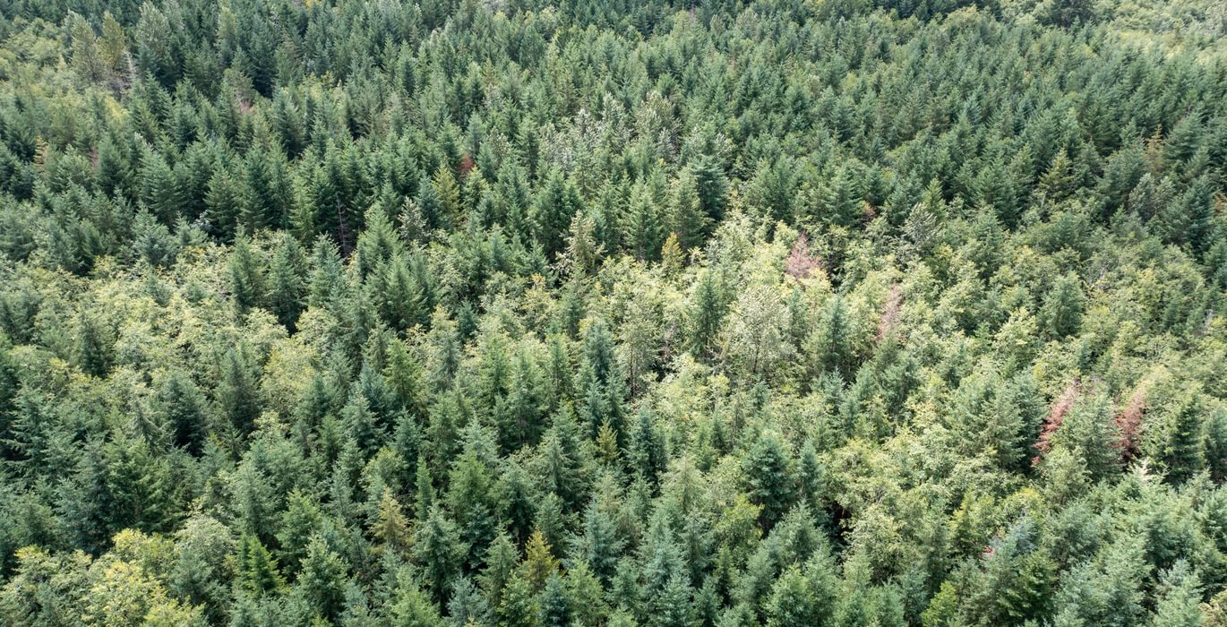 Centralia 3