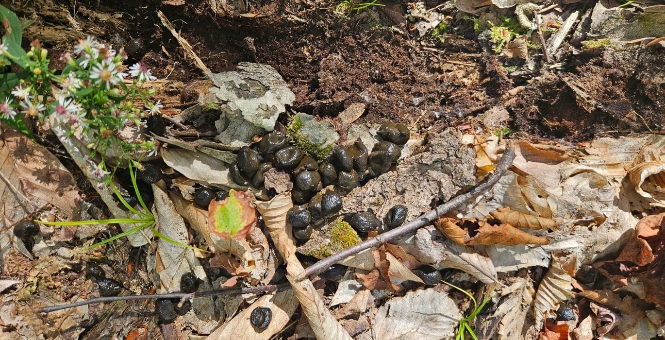 Deer scat fresh