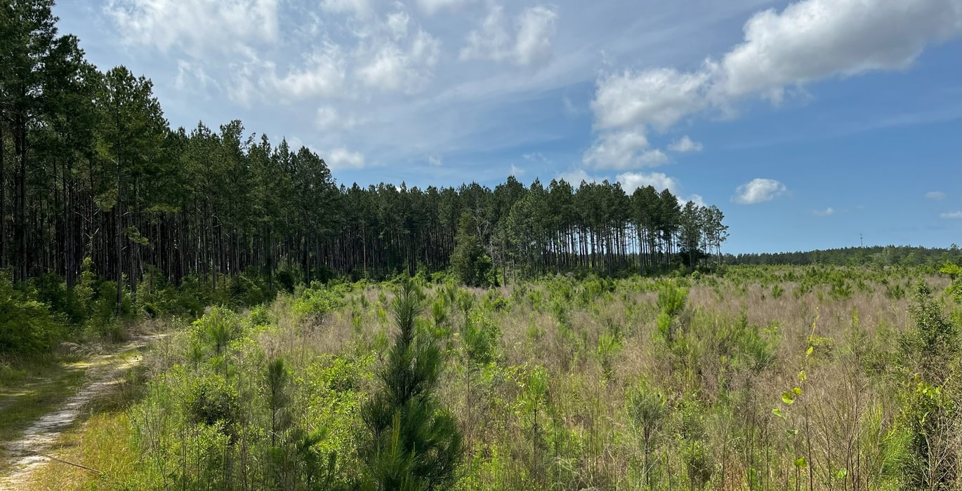 Different age pine trees