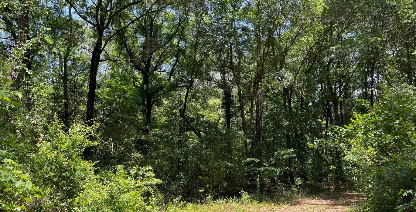 Hardwoods road along creek