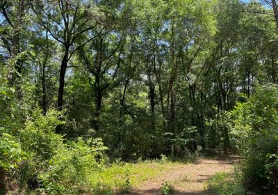 Hardwoods road along creek