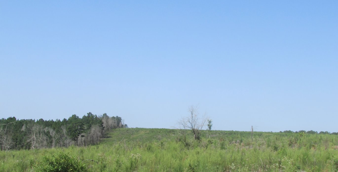 IMG 0540