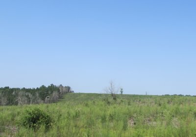 IMG 0540