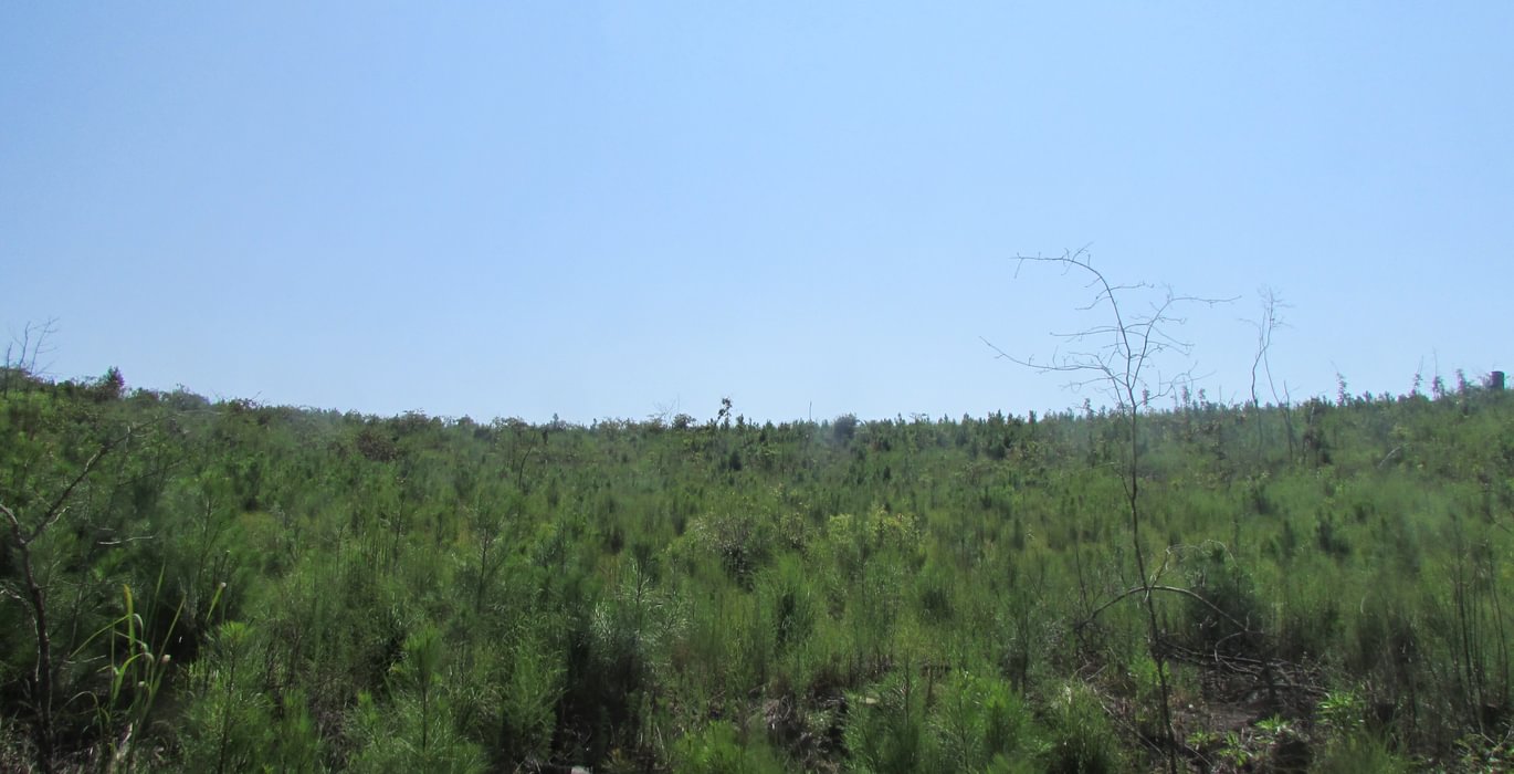 IMG 0545