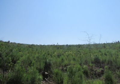 IMG 0545