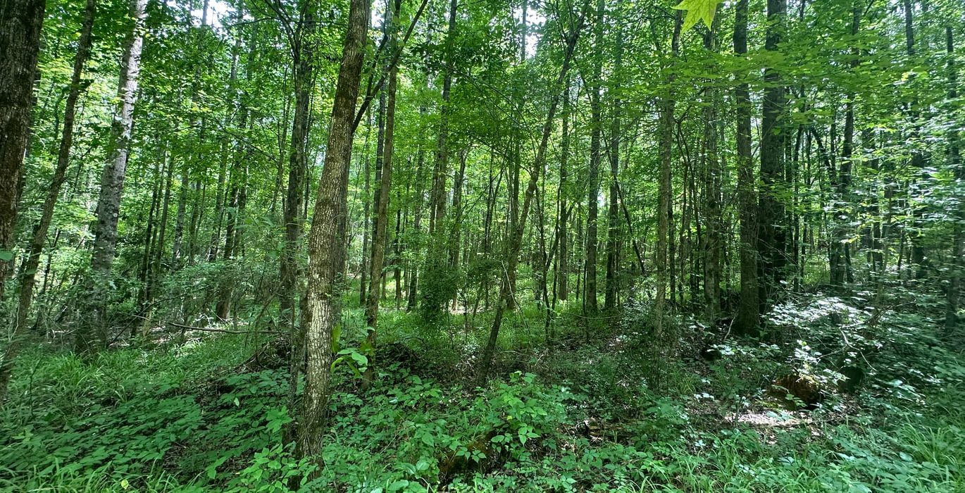 IMG 0942