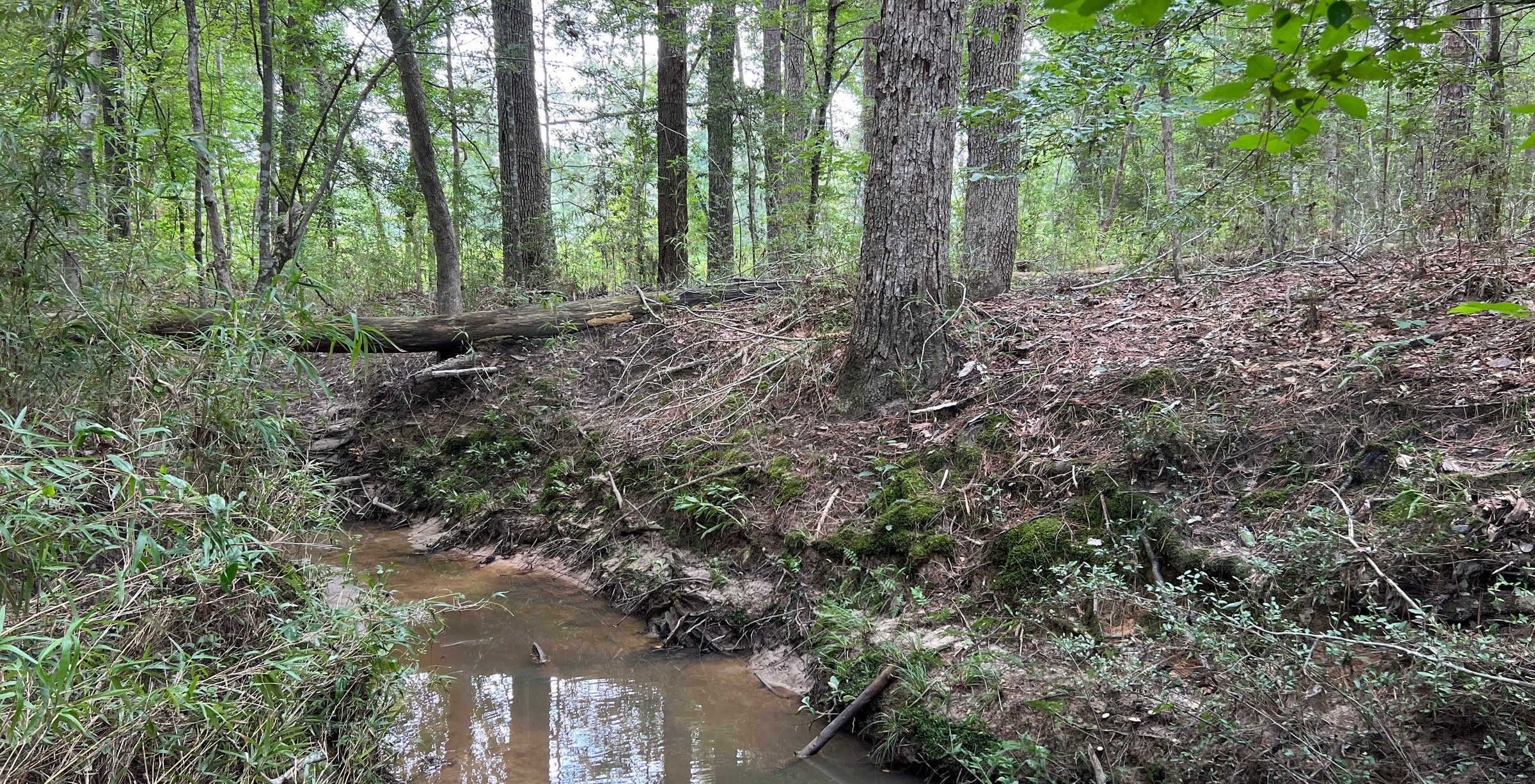 Photo 6 of Sturgis Mill T-17, 63 acres, Sabine County, Texas