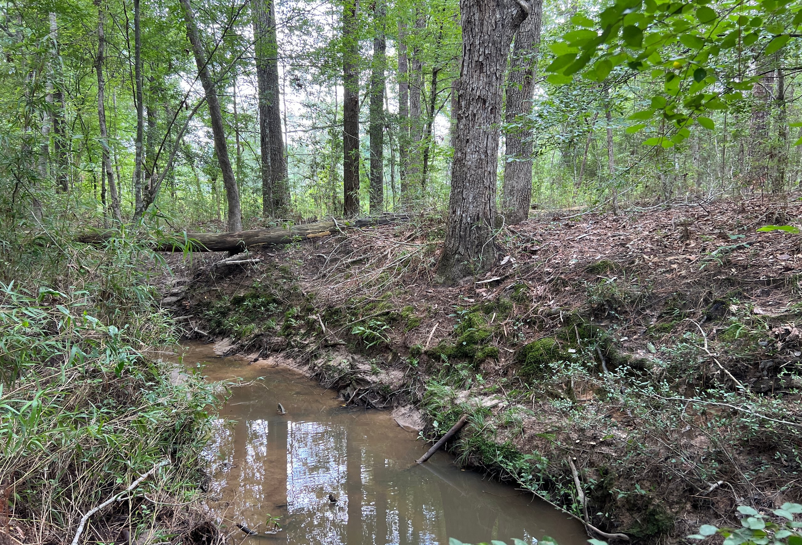 Photo 6 of Sturgis Mill T-17, 63 acres, Sabine County, Texas