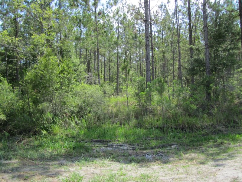 Photo 1 of Moody Northeast, 211.4 acres, Bradford County, Florida