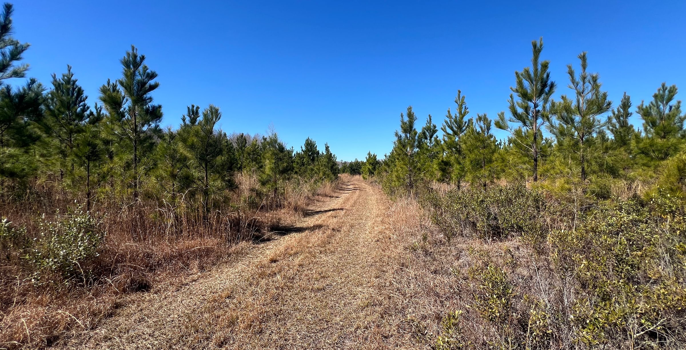 Photo 3 of Horse Creek North, 247 acres, Telfair County, Georgia
