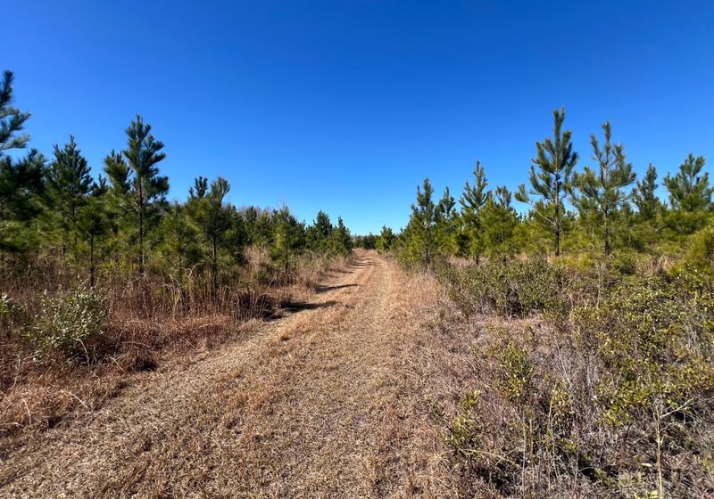 Photo 3 of Horse Creek North, 247 acres, Telfair County, Georgia