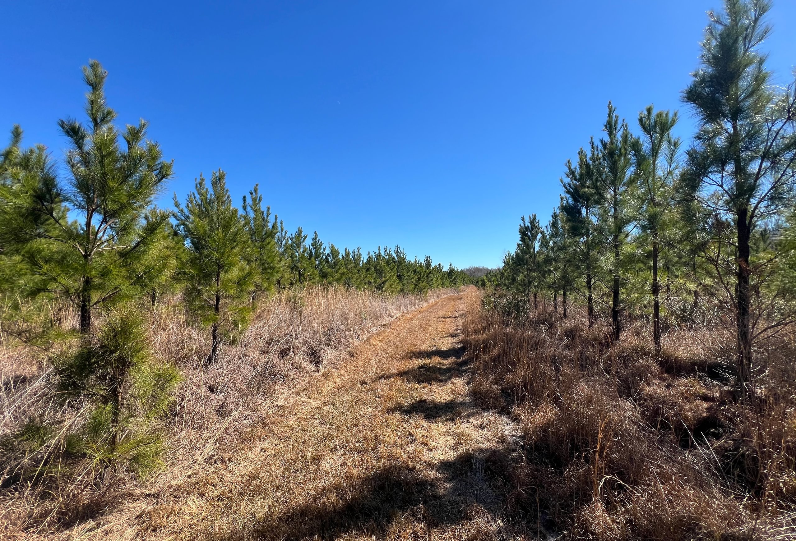 Photo 6 of Horse Creek North, 247 acres, Telfair County, Georgia