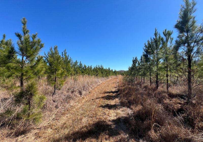 Photo 6 of Horse Creek North, 247 acres, Telfair County, Georgia