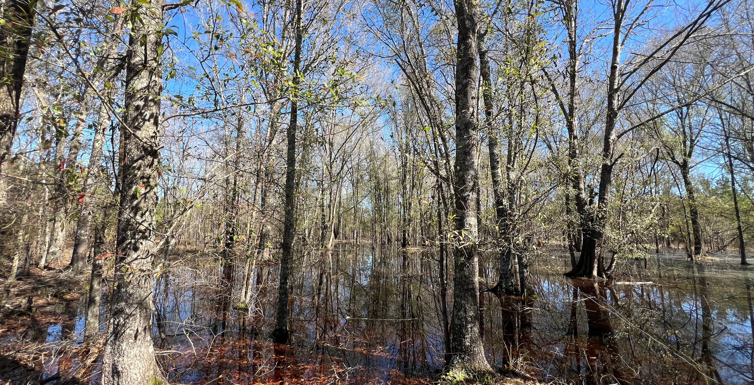 Photo 2 of Horse Creek North, 247 acres, Telfair County, Georgia