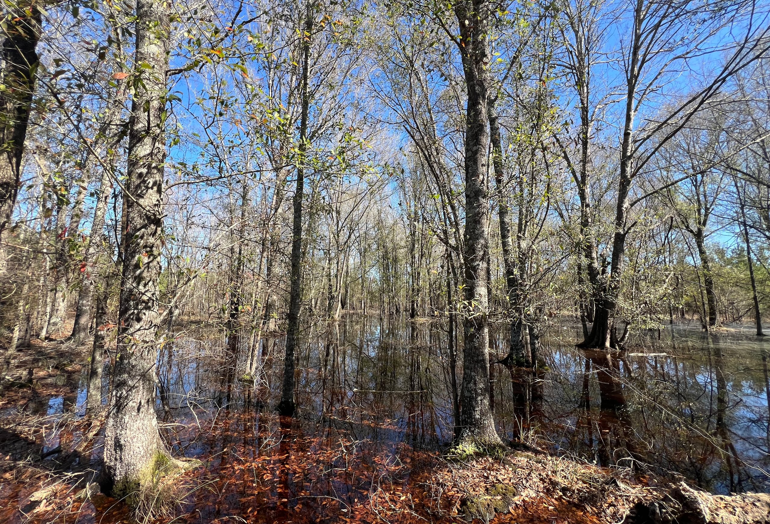 Photo 2 of Horse Creek North, 247 acres, Telfair County, Georgia