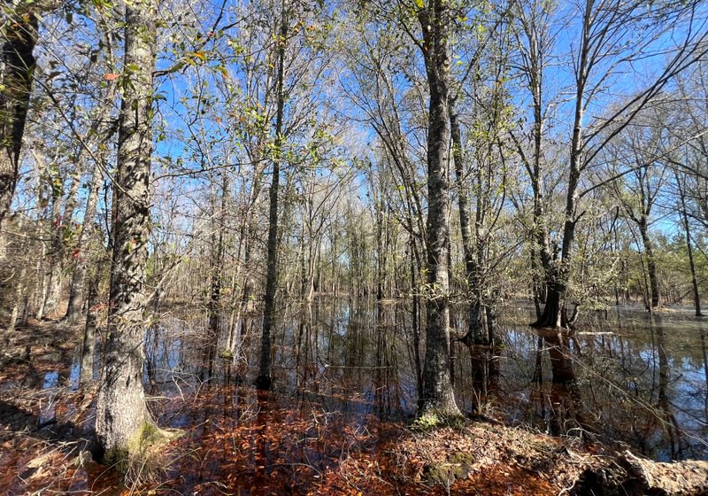 Photo 2 of Horse Creek North, 247 acres, Telfair County, Georgia