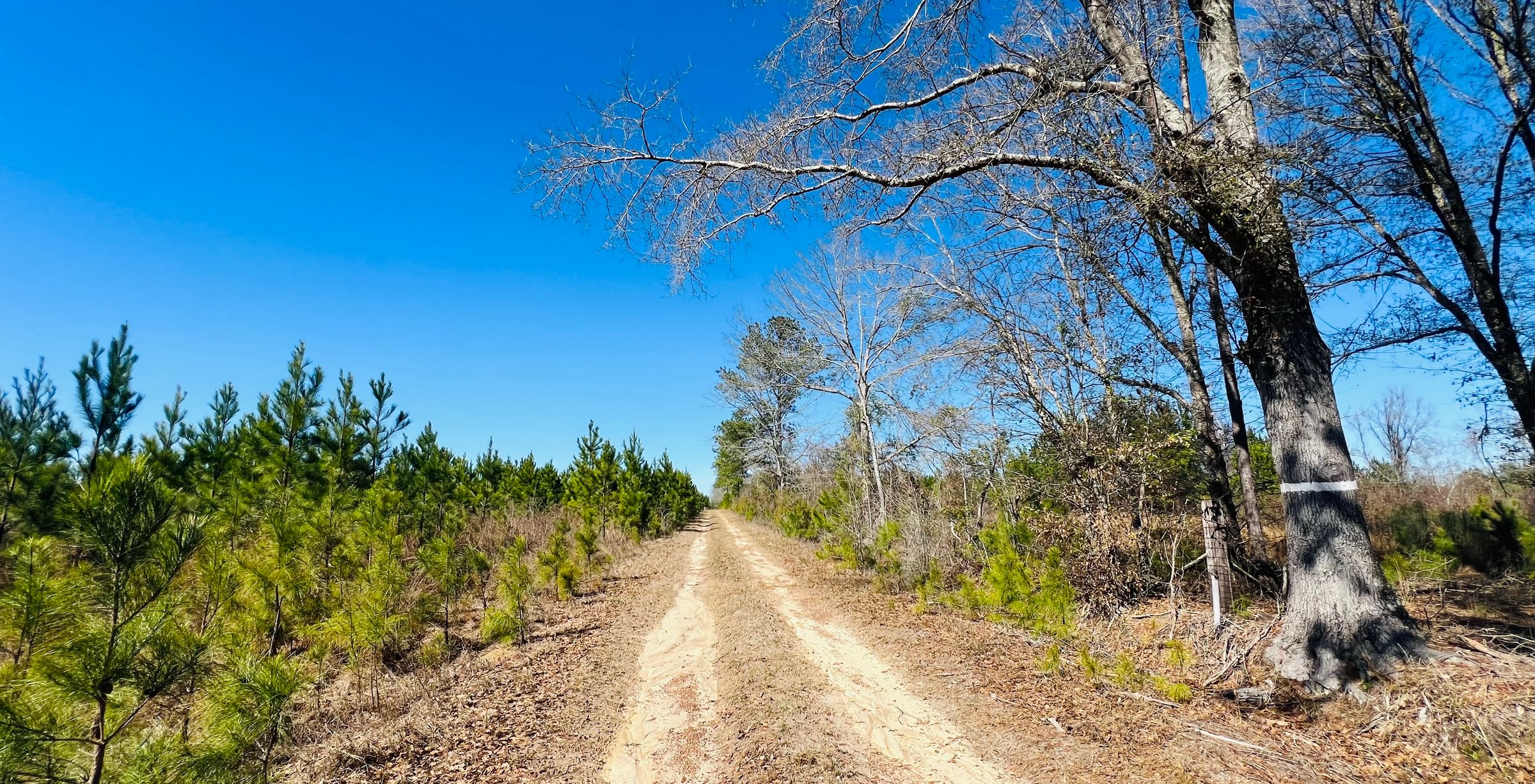 Photo 1 of Horse Creek North, 247 acres, Telfair County, Georgia