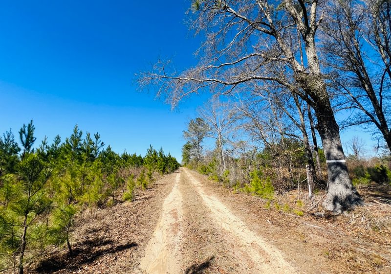 Photo 1 of Horse Creek North, 247 acres, Telfair County, Georgia