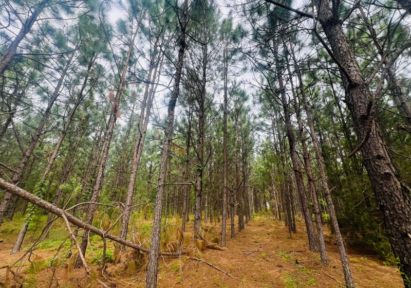 Photo 4 of Lakeway Tract, 48.06 acres, Laurens County, Georgia