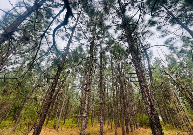 Photo 3 of Lakeway Tract, 48.06 acres, Laurens County, Georgia