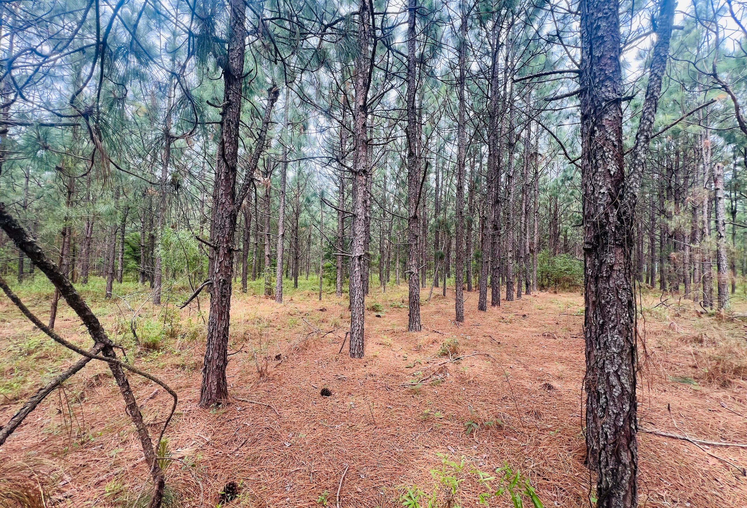 Photo 2 of Lakeway Tract, 48.06 acres, Laurens County, Georgia