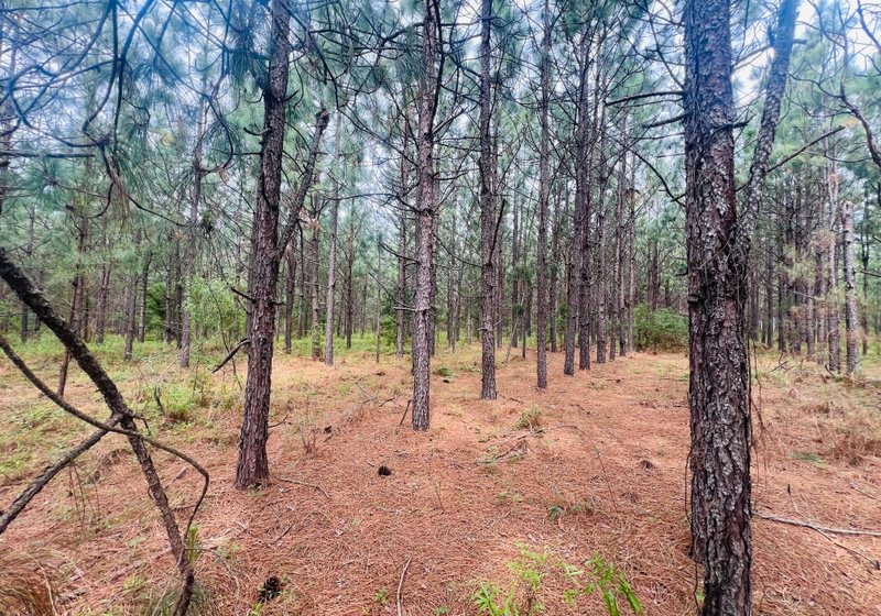 Photo 2 of Lakeway Tract, 48.06 acres, Laurens County, Georgia