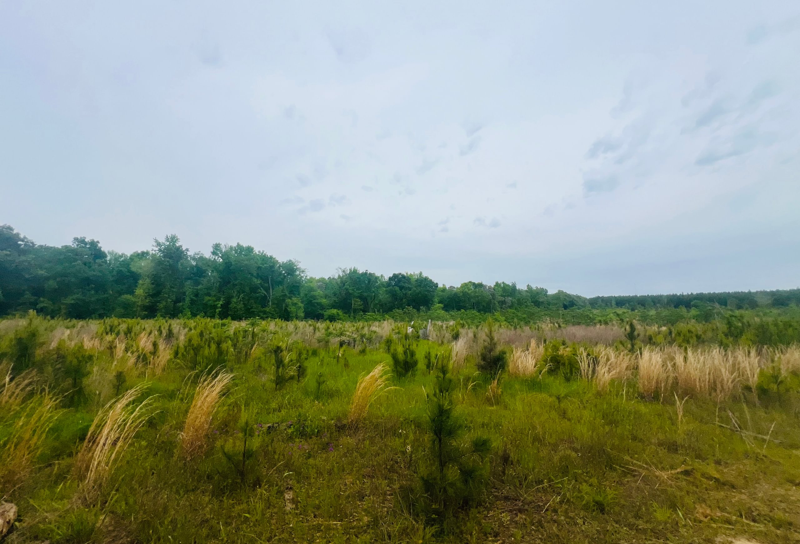 Photo 6 of Lakeway Tract, 48.06 acres, Laurens County, Georgia