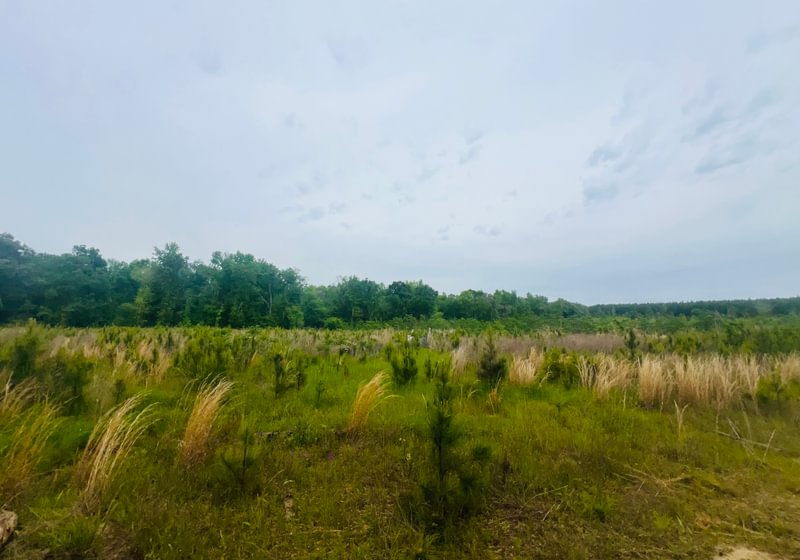 Photo 6 of Lakeway Tract, 48.06 acres, Laurens County, Georgia