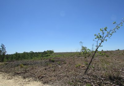 IMG 9330
