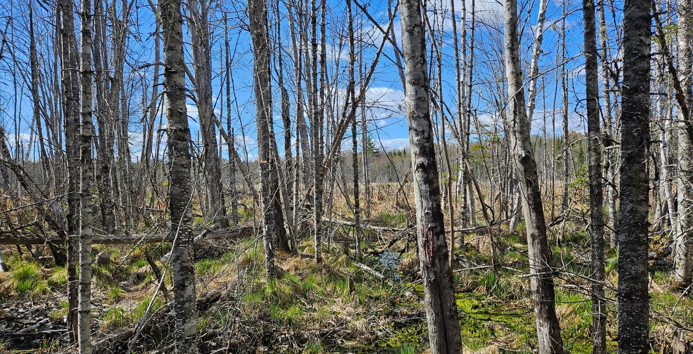 Lot 12 looking towards Birch Stream