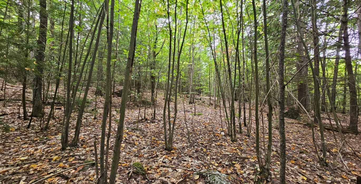 Lot 5