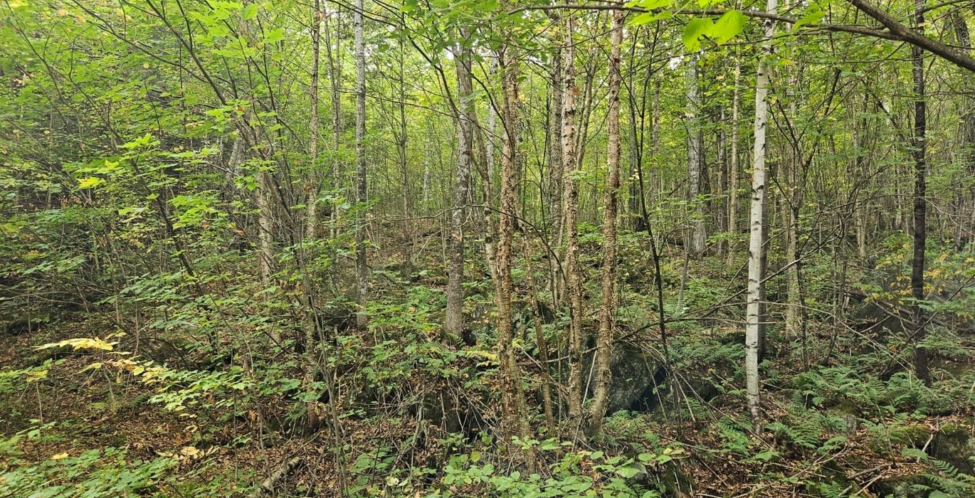 Lot 6