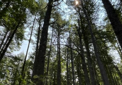 Mature tree growth