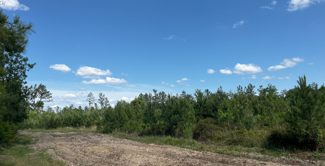 New food plot