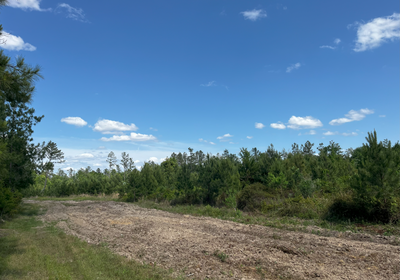 New food plot