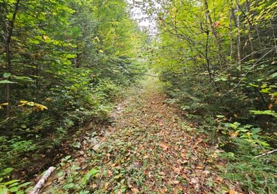 Old logging road over abutting lot to west Used as historical access to subject lot