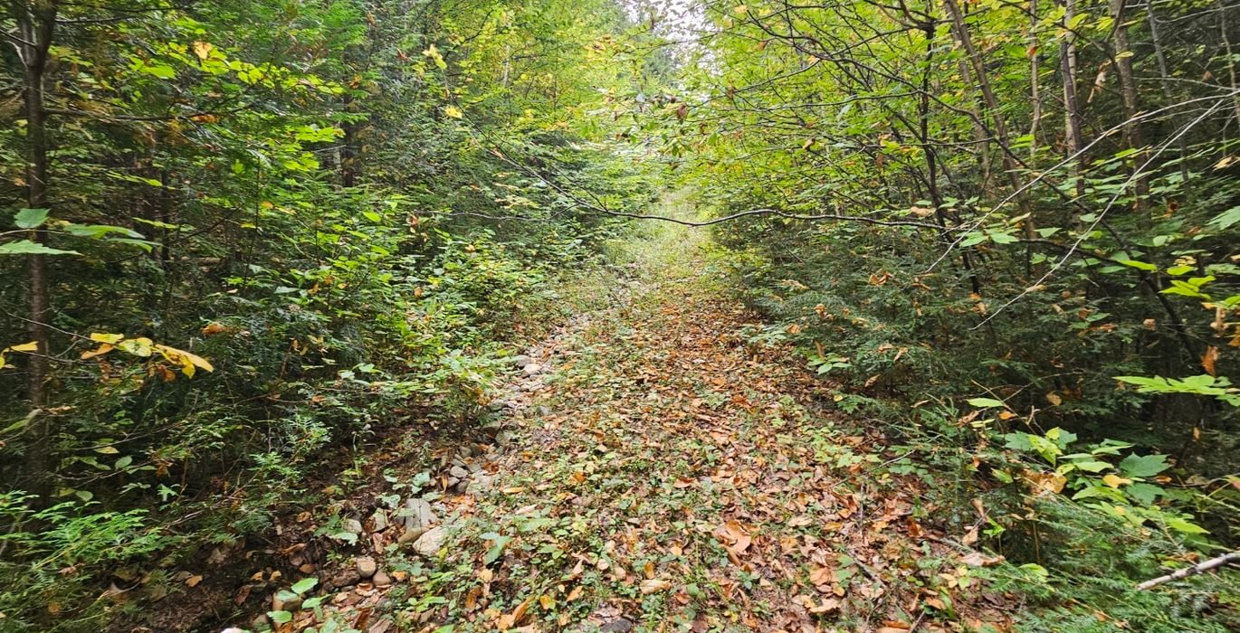Old logging road over abutting lot to west Used as historical access to subject lot