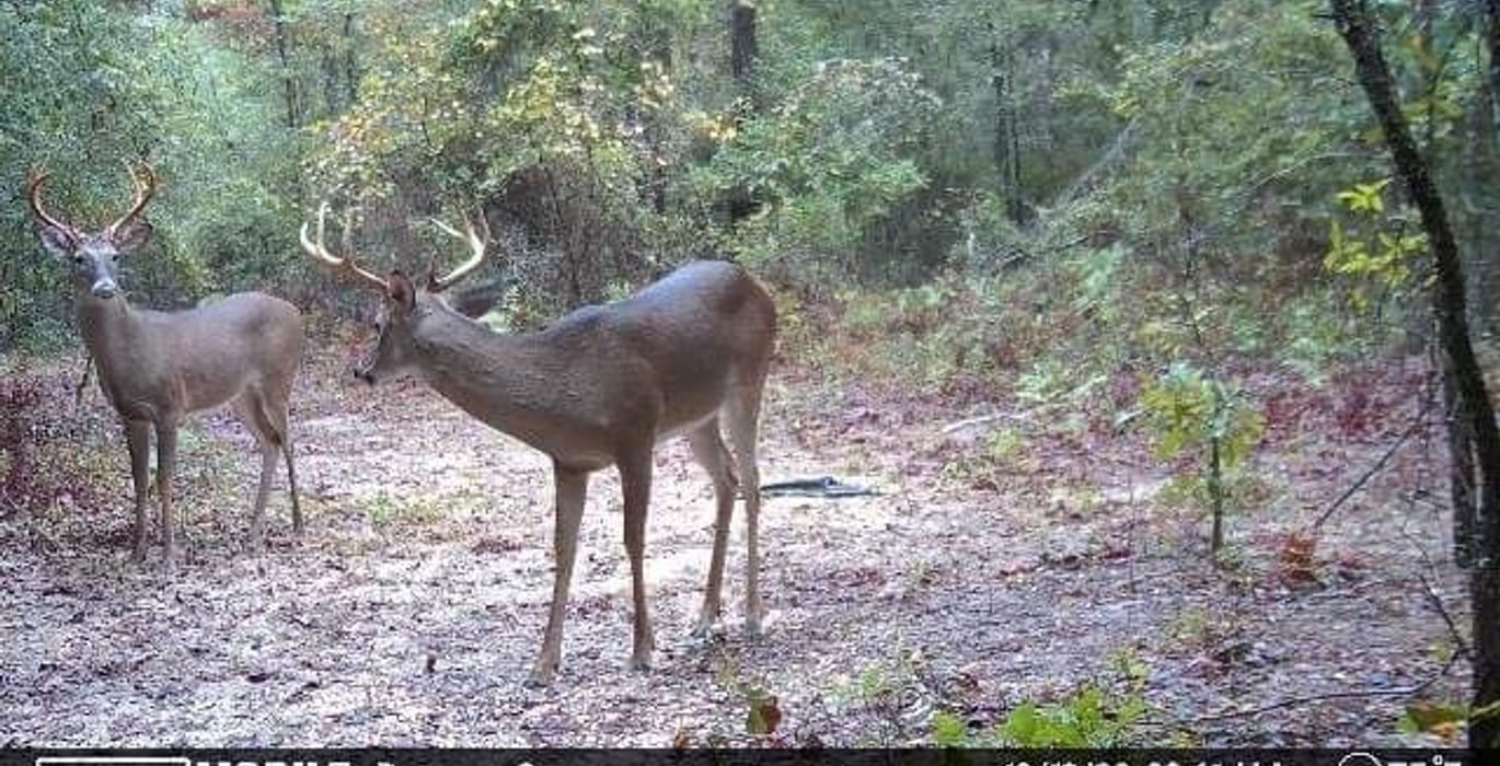 P Self Deer Camera 1