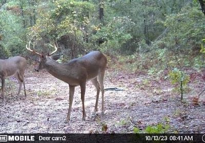 P Self Deer Camera 1