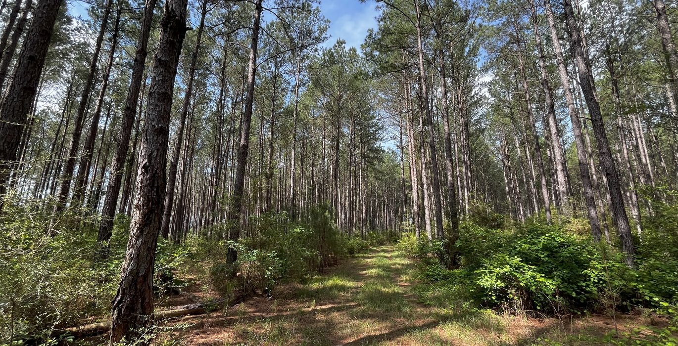 Pine Road