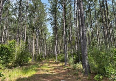 Pines